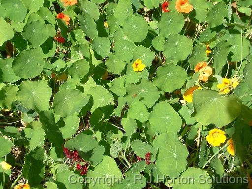 Nasturtium Mass 